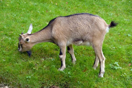A black goat portrait - in a mountain