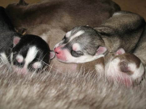 A new born husky litter