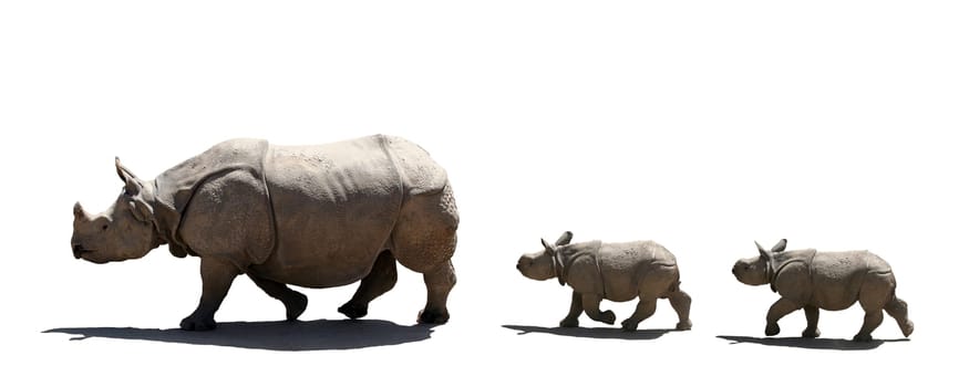 Mother and babies rhino