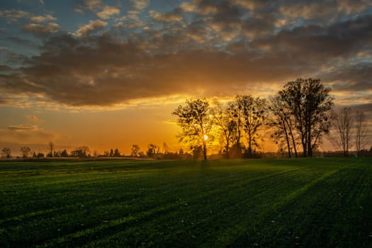 Sunset behind tall trees and green farmland, Zarzecze, Poland