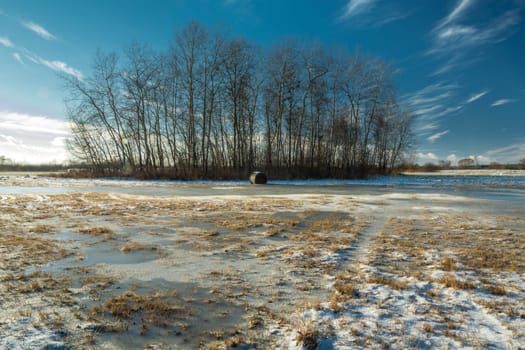 Snow and ice on the meadow and a group of trees, winter day