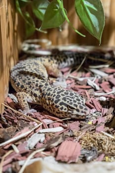 Leopard gecko lizard, eublepharis macularius. Closeup.