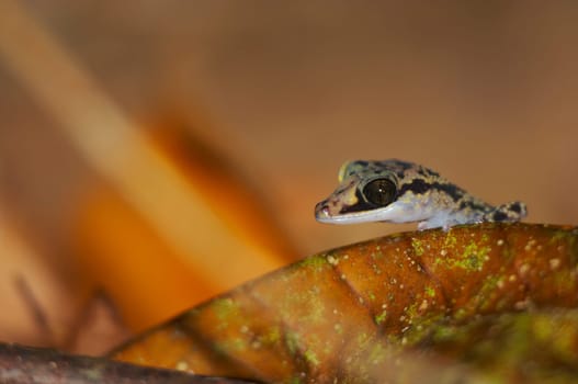 Wild gecko, Madagascar