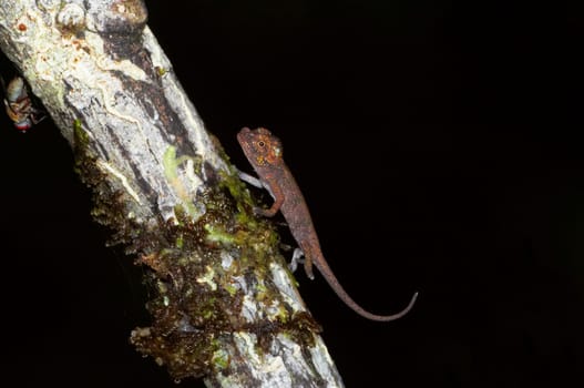 Wild baby chameleon, Madagascar