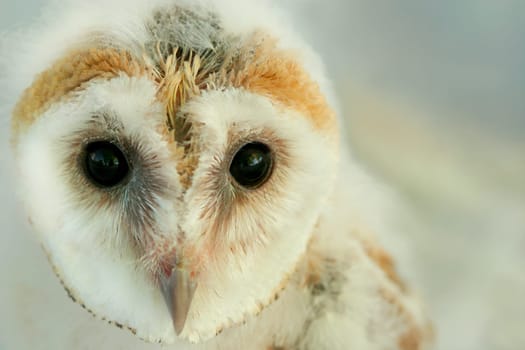 Face of a new born baby barn owl.