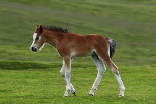 Wild Welsh mountain foal trotting on rough grassland in spring. The Welsh mountain ponies run free in the Brecon Beacons National Park, Wales, United Kingdom.