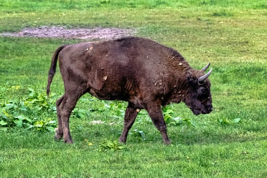 European wood bison (Bison bonasus), also known as the wisent, zubr or European buffalo in Bialowieza Forest, Poland