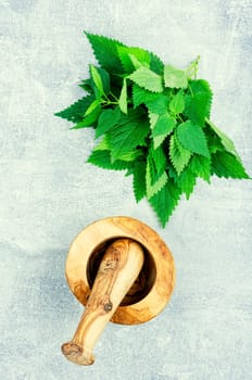 Fresh nettle bunch and wooden rustic mortar. Bush of stinging-nettles, healing herbs