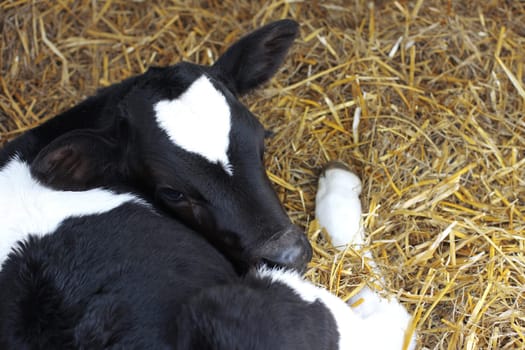 little black and white calf lying in stable