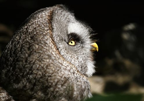 Bearded owl