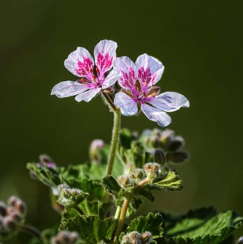 Close up on erodium pelargoniiflorum &#39 Sweetheart&#39 flowers, heron&#39 s bill