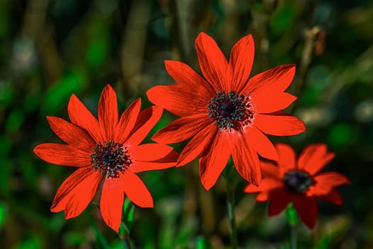Close up on red anemone pavonina flowers