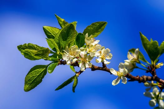 Prunus domestica Czar flowers by beautiful day