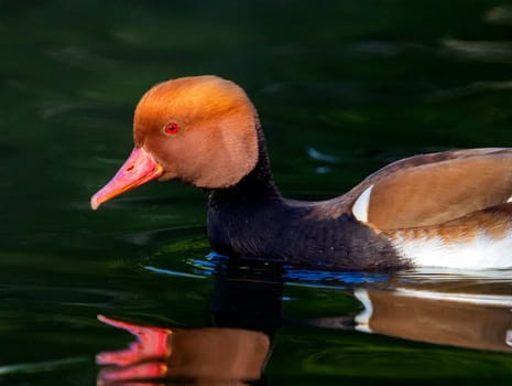 Male red-crested pochard, netta rufina, duck portrait on the water