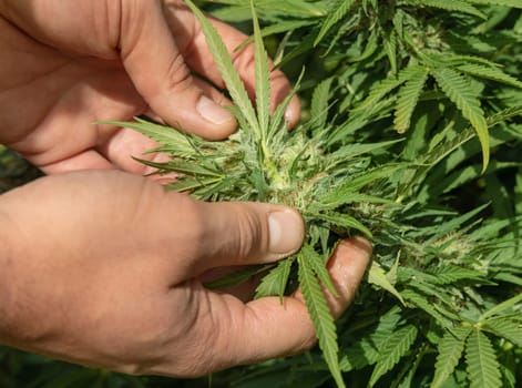 Farmer with hand controlling quality of blooming Marijuana. Organic Cannabis Sativa Female Plants with CBD. Legal plantation with high quality medicinal cannabis for healthcare and medicine uses