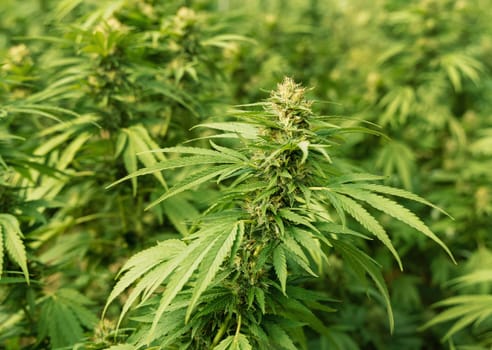 Blooming ripe Marijuana with Buds and green Leaves. Organic Cannabis Sativa Female Plants with CBD. Legal marihuana plantation provides high quality medicinal cannabis for healthcare and medicine uses