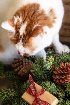 Red and white cat near green fir twigs, Christmas decorations, pine cones and wrapped gift boxes near wooden wall, close up. Christmas or New Year Holiday atmosphere scene with pet