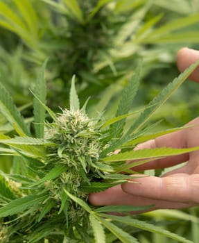 Farmer with hand controlling quality of blooming Marijuana. Organic Cannabis Sativa Female Plants with CBD. Legal plantation with high quality medicinal cannabis for healthcare and medicine uses