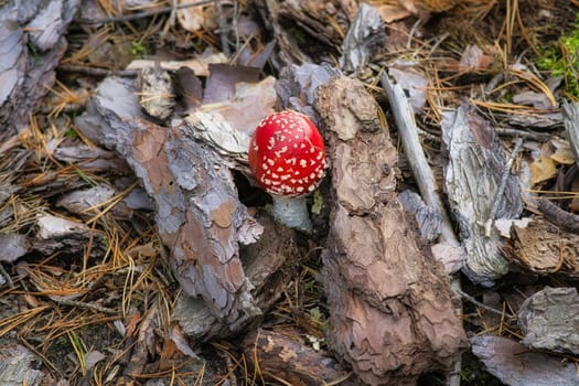 Toadstool at the bottom of a coniferous forest in the woods. Poisonous mushroom. Red cap with white spots. Close up from nature in forest