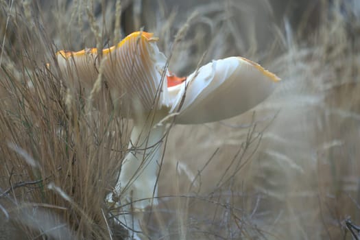 Toadstool, blurry and dreamy, in the grass in the forest. Poisonous mushroom. Red hat with white spots. Close up from nature in forest