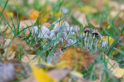 a group of filigree small mushrooms, on the forest floor in soft light. Macro shot from nature