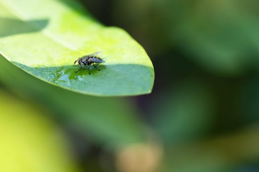 Flesh fly on a green leaf with light and shadow. Hairy legs in black and gray. Insect feeding. Macro shot of a fly