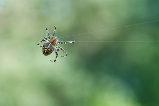 Cross spider shot crawling on a spider thread. Halloween fright. Blurred background. A useful hunter among insects. Arachnid. Animal photo from the wild.