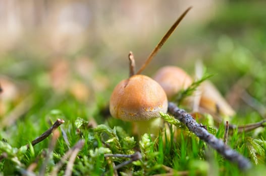 Orange filigree mushrooms in moss on forest floor. Macro view from the habitat. Nature photo
