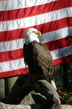 An american bald eagle perched on a log in front of an American flag.