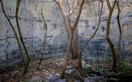 Old building ruins with vegetation growing