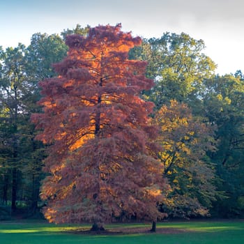 Colourful tree along maksimir park in autumn zagreb, croatia