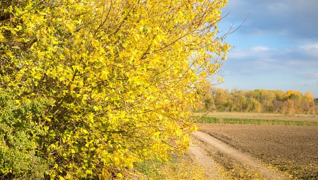 Beautiful autumn landscape with yellow trees and sun. Colorful foliage in the park. Falling leaves natural background