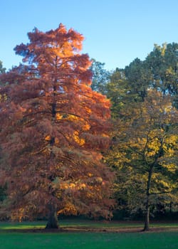 Colourful tree along maksimir park in autumn zagreb, croatia