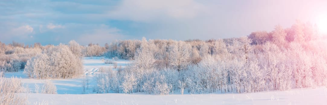 Panoramic view of the white snowy trees in natural park. Beautiful scenic view.