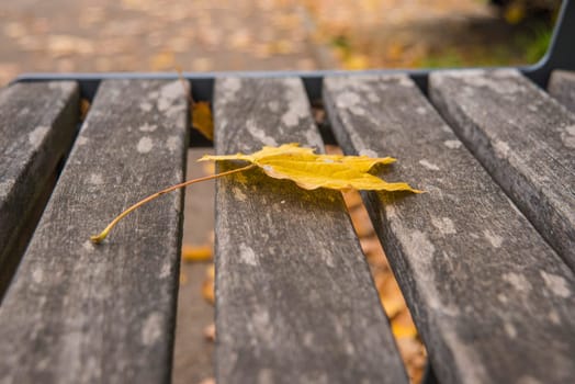 autumnal painted maple leaf on a park bench