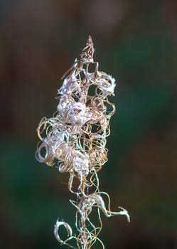 abstract nature shape of a withered plant in autumn