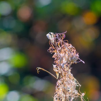 abstract nature shape of a withered plant in autumn