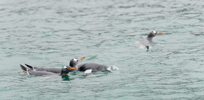Gentoo penguin (Pygoscelis papua) swimming in blue water on Half Moon Island in the South Shetland Islands off Antarctica