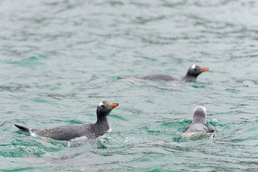 Gentoo penguin (Pygoscelis papua) swimming in blue water on Half Moon Island in the South Shetland Islands off Antarctica