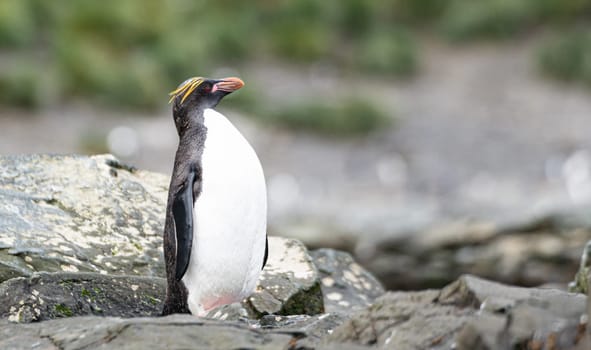 Golden Crested Penguin / Macaroni (Eudyptes chrysolophus) in Cooper Bay on South Georgia in its natural environment