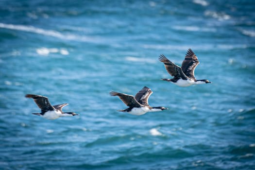 3 Antarctic Cormorants, (Phalacrocorax bransfieldensis) in flight over the blue sea of Antarctica