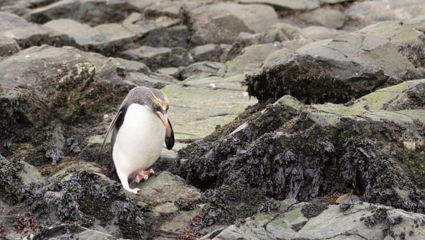 Golden Crested Penguin / Macaroni (Eudyptes chrysolophus) in Cooper Bay on South Georgia in its natural environment