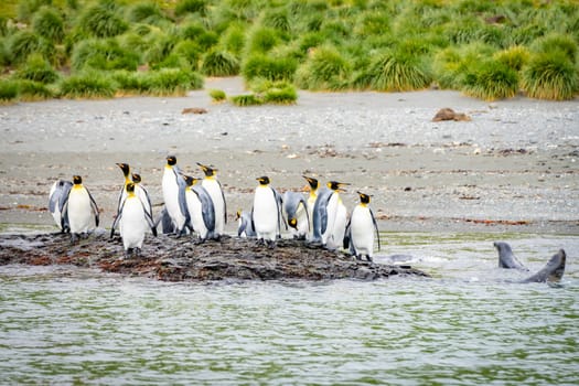 King Penguin Colony Gold Harbour - Thousands of king penguins, hundreds of gentoo penguins and plenty of elephant seals share this scenic bay on South Georgia with the hanging ice cliffs of the Bertrab Glacier in the background