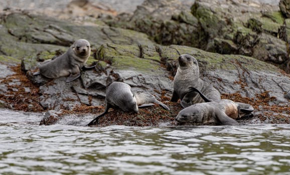 beautiful Young Antarctic fur seal (Arctocephalus gazella) in South Georgia in its natural environment