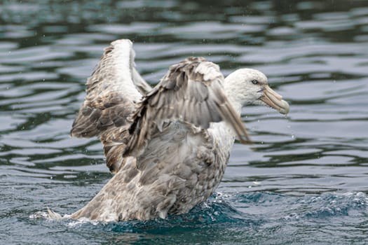Northern Giant Petrel (Macronectes halli) taking to the skies from the sea