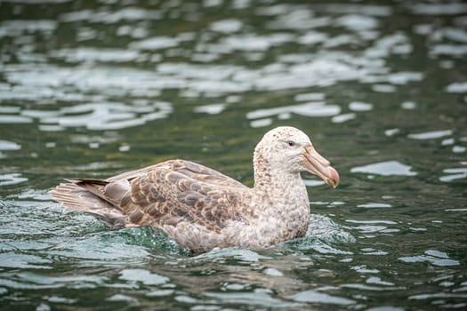 Northern Giant Petrel (Macronectes halli) swimming at sea