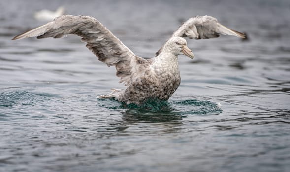 Northern Giant Petrel (Macronectes halli) taking to the skies from the sea