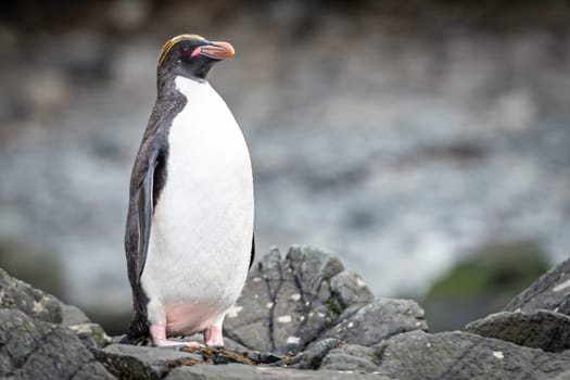 Golden Crested Penguin / Macaroni (Eudyptes chrysolophus) in Cooper Bay on South Georgia in its natural environment