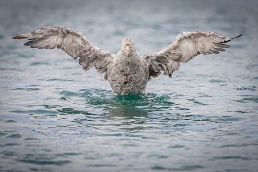 Northern Giant Petrel (Macronectes halli) taking to the skies from the sea