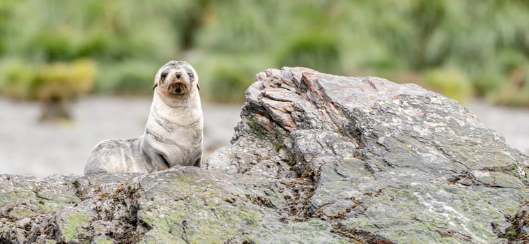 beautiful Young Antarctic fur seal (Arctocephalus gazella) in South Georgia in its natural environment